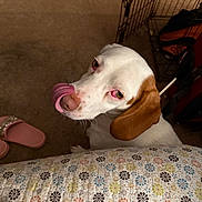 Cletus is registered to the contest to win money with this photo: dog, pet, indoor, carpet, blanket, patterned, ear, face, tongue, looking_up, crate, slipper, brown, white, floor, cozy, animal, companion, cute, home