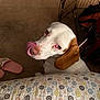 animal, blanket, brown, carpet, companion, cozy, crate, cute, dog, ear, face, floor, home, indoor, looking_up, patterned, pet, slipper, tongue, white