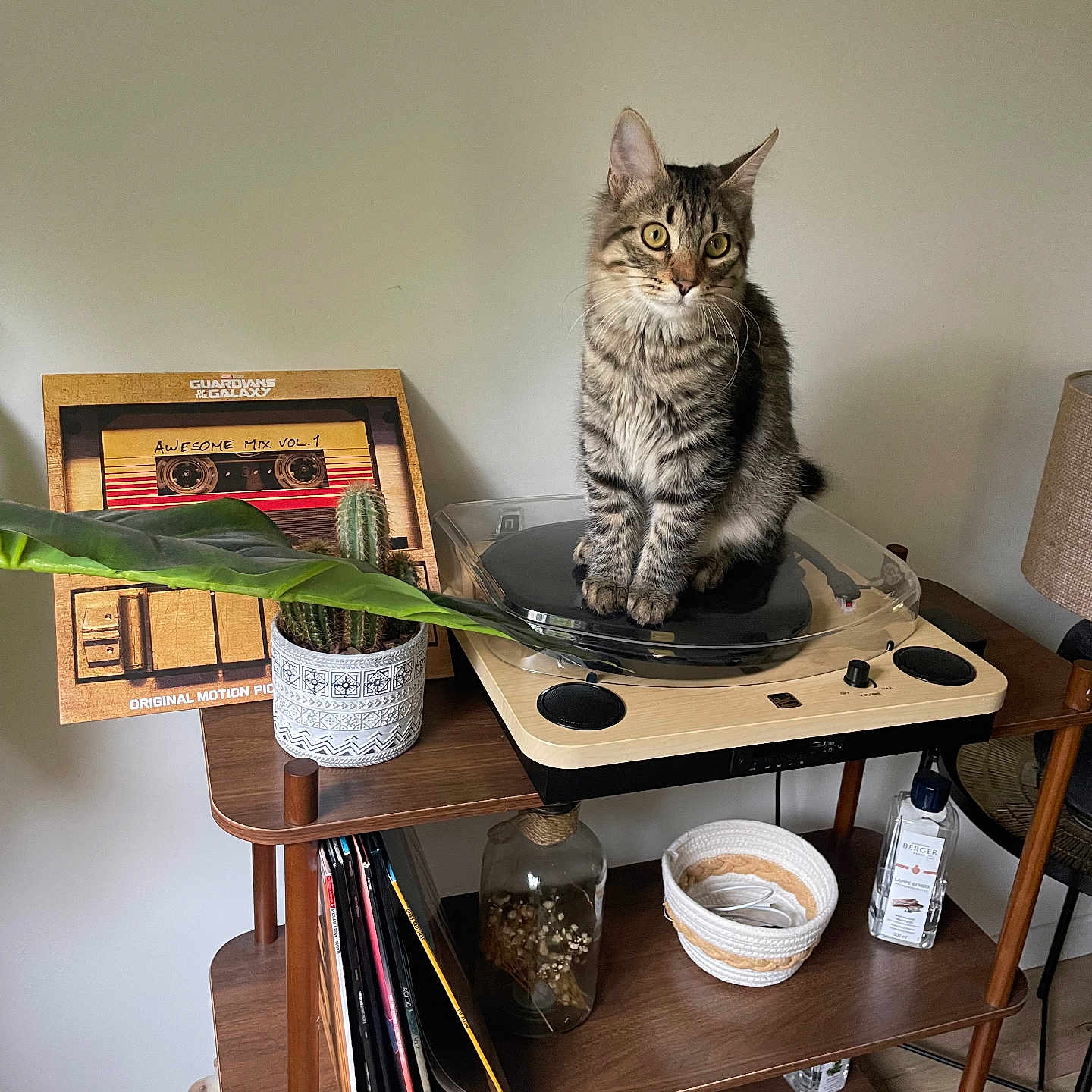 Venom participe au concours pour gagner de l'argent avec cette photo : animal, architecture, bookcase, building, cat, computer, desk, diningtable, electronics, furniture, hardwood, indoors, laptop, pc, pet, plant, plywood, shelf, table, wood