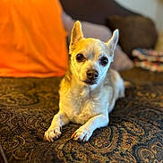 Jewel is registered to the contest to win money with this photo: dog, chihuahua, pet, animal, indoor, couch, blanket, brown, orange, fur, face, ears, paws, looking, resting, small_dog, closeup, portrait, home, cozy