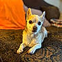 dog, chihuahua, pet, animal, indoor, couch, blanket, brown, orange, fur, face, ears, paws, looking, resting, small_dog, closeup, portrait, home, cozy