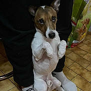Taiko participe au concours pour gagner de l'argent avec cette photo : dog, pet, indoor, floor, tile, person, legs, socks, cute, begging, brown_and_white, small_dog, looking_up, ears_up, dog_food_bag, home, companion, animal, domestic, flooring