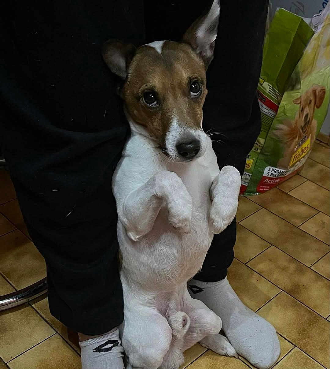 Taiko participe au concours pour gagner de l'argent avec cette photo : dog, pet, indoor, floor, tile, person, legs, socks, cute, begging, brown_and_white, small_dog, looking_up, ears_up, dog_food_bag, home, companion, animal, domestic, flooring