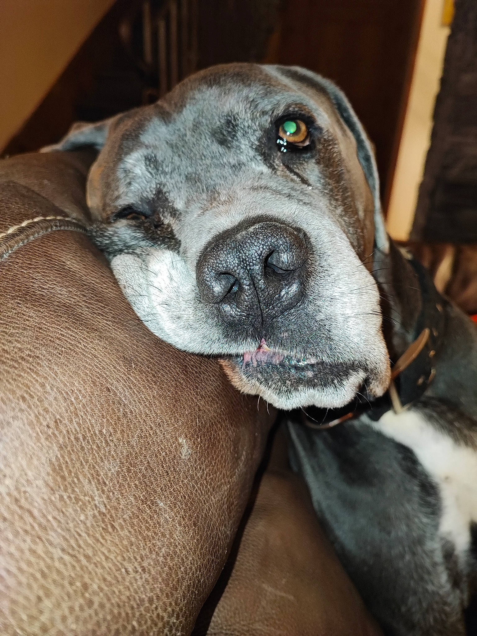 Nelson participe au concours pour gagner de l'argent avec cette photo : borador, canidae, carnivore, collar, companion_dog, dog, dog_breed, dog_collar, fawn, fur, grey, guard_dog, natural_material, non_sporting_group, snout, sporting_group, terrestrial_animal, whiskers, working_animal, working_dog