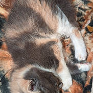 Shiny a rejoint le concours — aidez-le/la à gagner de superbes lots ! cat, kitten, sleeping, calico, fur, pet, animal, cozy, blanket, resting, cute, small, domestic, mammal, whiskers, paw, soft, feline, indoors, relaxation