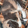 cat, kitten, sleeping, calico, fur, pet, animal, cozy, blanket, resting, cute, small, domestic, mammal, whiskers, paw, soft, feline, indoors, relaxation