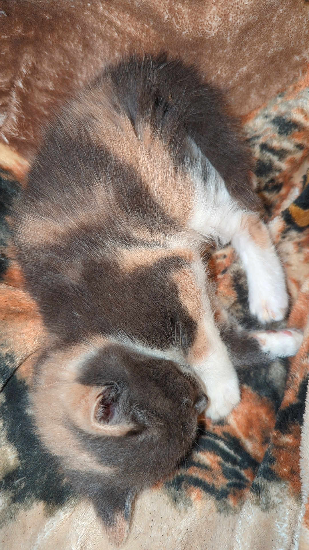 Shiny a rejoint le concours — aidez-le/la à gagner de superbes lots ! cat, kitten, sleeping, calico, fur, pet, animal, cozy, blanket, resting, cute, small, domestic, mammal, whiskers, paw, soft, feline, indoors, relaxation