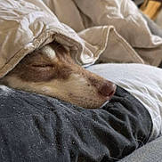 Zora participe au concours pour gagner de l'argent avec cette photo : dog, sleeping, blanket, cushion, fur, nose, cozy, indoor, resting, pet, closeup, comfort, soft, home, relaxation, animal, snuggle, warm, fur_covering, peaceful