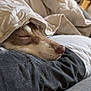 dog, sleeping, blanket, cushion, fur, nose, cozy, indoor, resting, pet, closeup, comfort, soft, home, relaxation, animal, snuggle, warm, fur_covering, peaceful