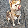 dog, husky, sitting, gravel, outdoor, leash, harness, tongue_out, happy, pet, canine, fur, ears, collar, animal, mammal, daylight, looking_up, playful, cute
