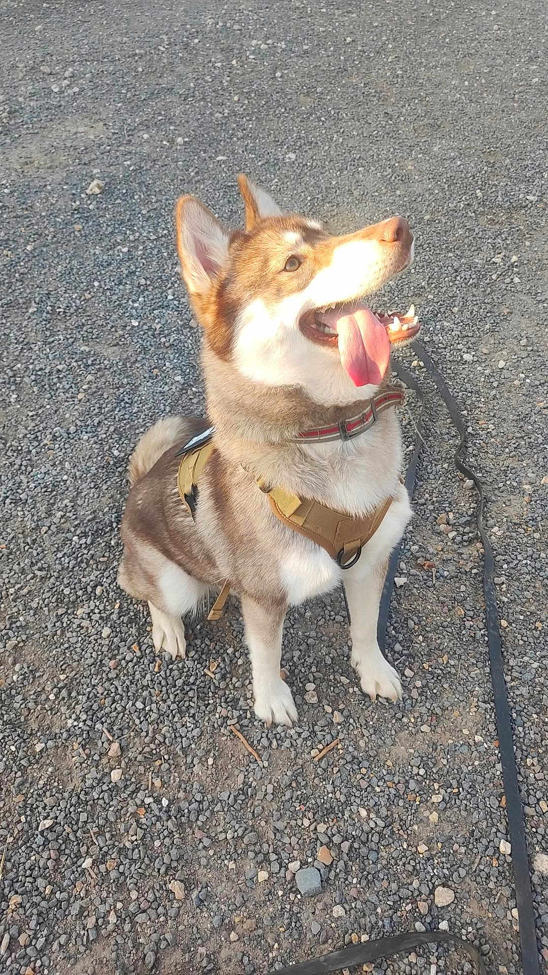 Zora