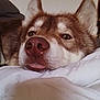 dog, husky, close_up, resting, pillow, sleepy, tongue_out, brown_fur, white_fur, ears, nose, indoor, pet, canine, face, cute, animal, cozy, relaxed, laying_down