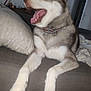 dog, husky, pet, animal, indoor, couch, pillow, yawning, relaxed, fur, collar, paw, mouth, tongue, canine, household, furniture, domestic, companion, resting