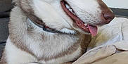 Zora participe au concours pour gagner de l'argent avec cette photo : dog, husky, pet, canine, fur, tongue, collar, bed, blanket, paw, indoor, resting, cute, animal, mammal, cozy, relaxed, side_view, smiling, domestic