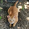 Pirate a rejoint le concours — aidez-le/la à gagner de superbes lots ! cat, ginger_cat, animal, outdoor, rocks, dirt, greenery, sunlight, shadow, crouching, pet, one_eye_clouded, tail, whiskers, ears, nature, ground, small_rocks, focused, playful