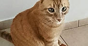 Pirate a rejoint le concours — aidez-le/la à gagner de superbes lots ! cat, ginger_cat, animal, pet, sitting, floor, tile_floor, indoor, fur, whiskers, ears, tail, wall, looking, cute, domestic_cat, feline, closeup, quiet, calm