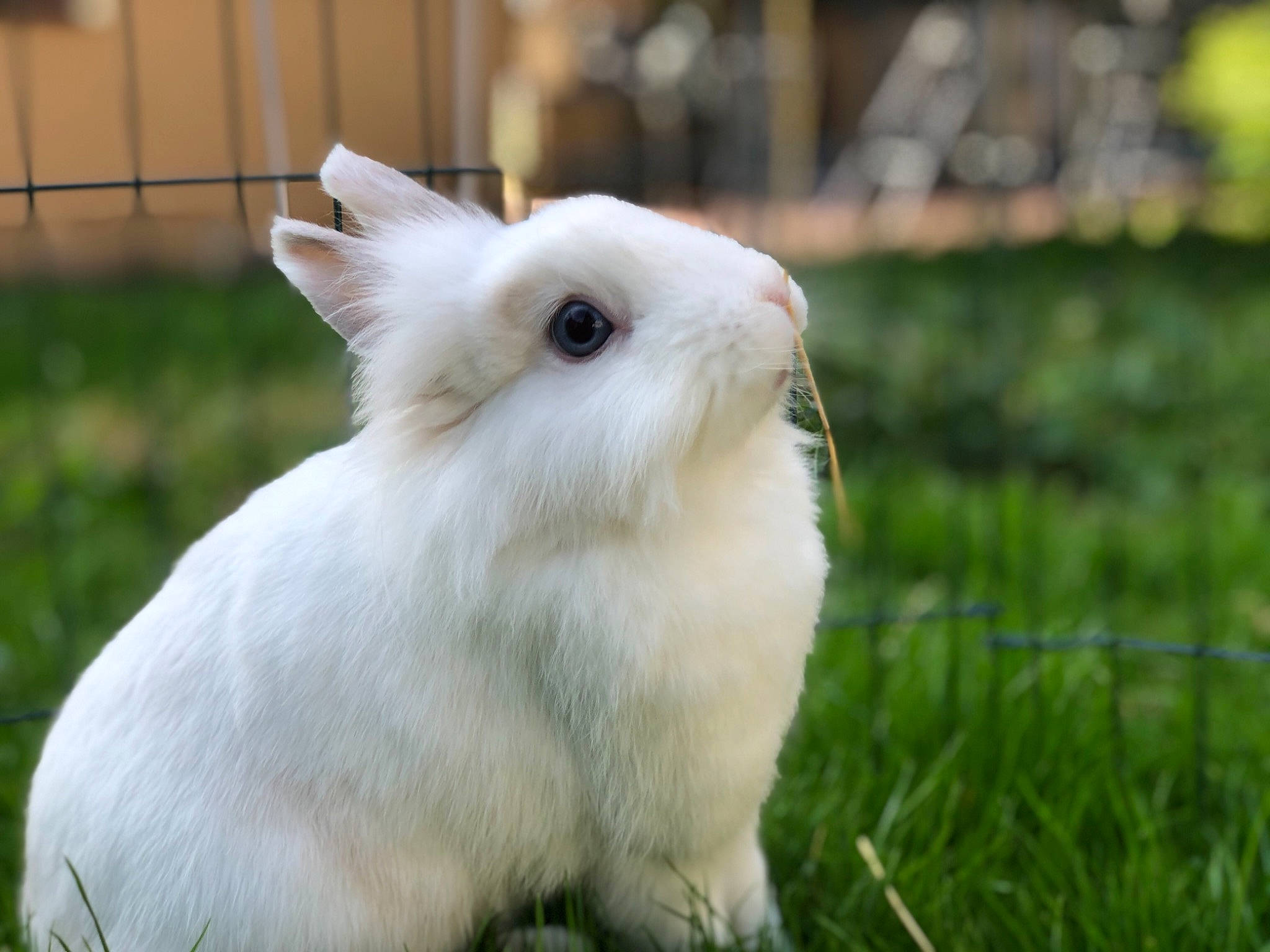 Princesse a rejoint le concours — aidez-le/la à gagner de superbes lots ! domestic_rabbit, fawn, grass, hare, mammal, rabbit, rabbits_and_hares, vertebrate, whiskers