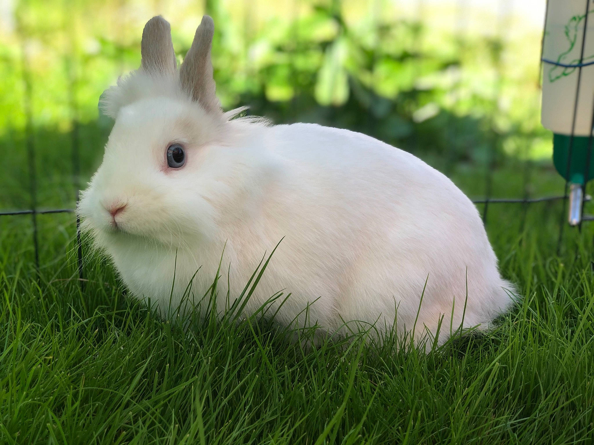 Princesse participe au concours pour gagner de l'argent avec cette photo : angora_rabbit, domestic_rabbit, ear, fur, grass, hare, mammal, plant, rabbit, rabbits_and_hares, skin, snowshoe_hare, whiskers, wildlife