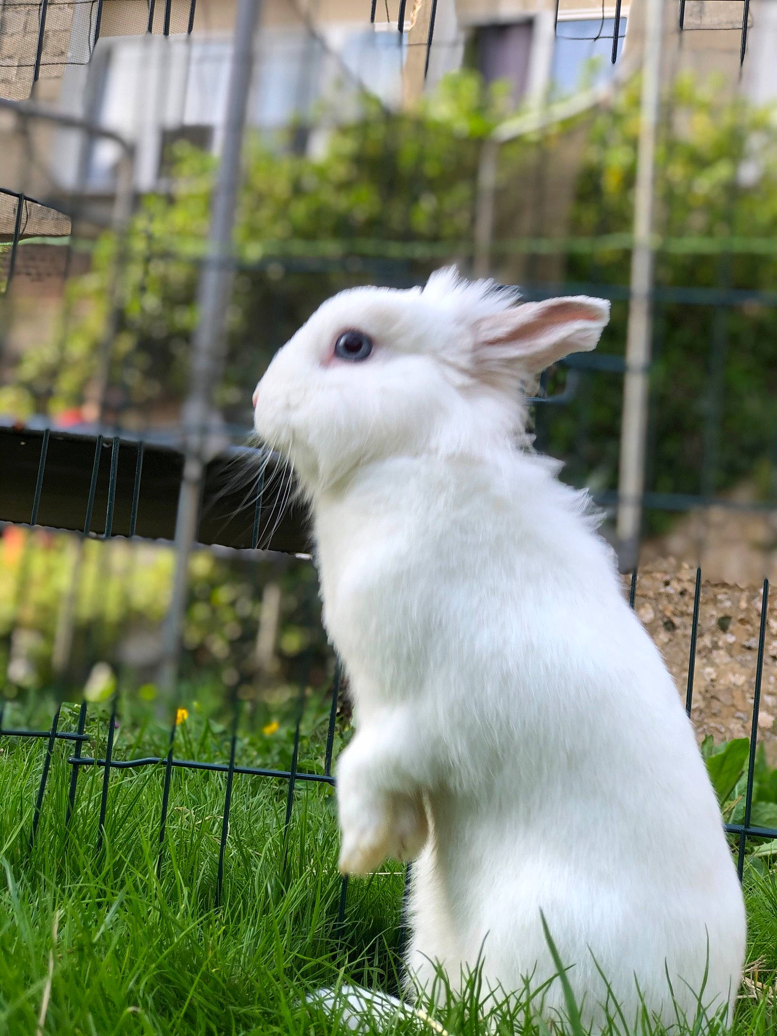 Princesse a rejoint le concours — aidez-le/la à gagner de superbes lots ! domestic_rabbit, ear, grass, hare, mammal, plant, rabbit, rabbits_and_hares, whiskers