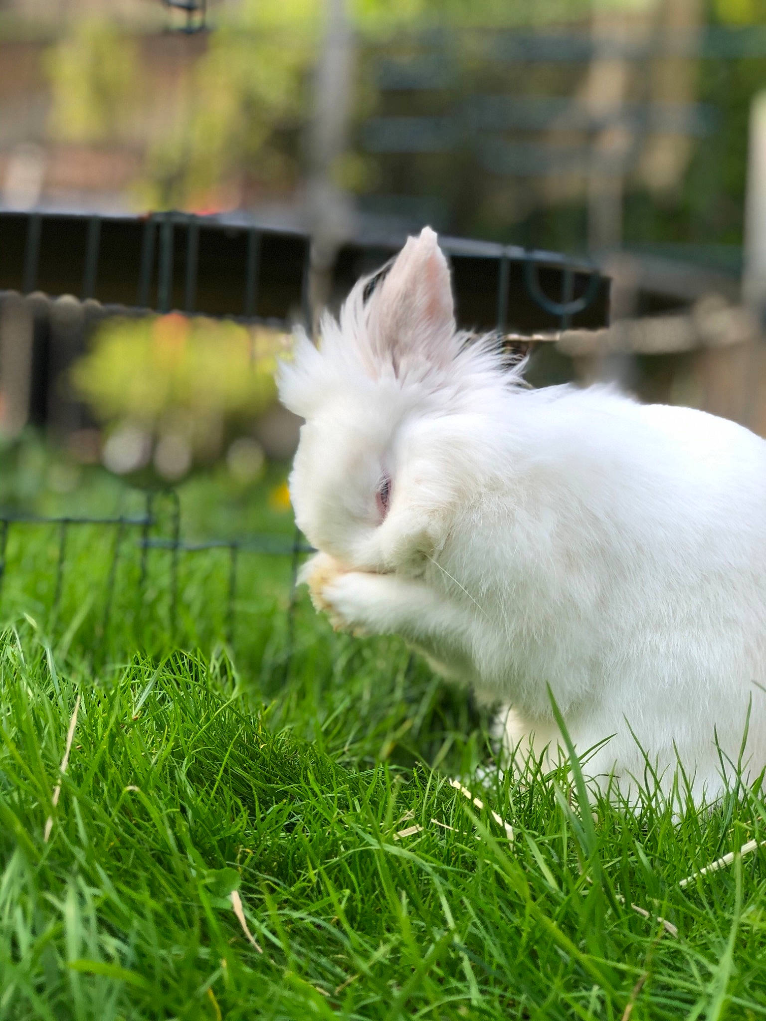 Princesse a rejoint le concours — aidez-le/la à gagner de superbes lots ! angora_rabbit, domestic_rabbit, ear, fawn, grass, hare, plant, rabbit, rabbits_and_hares, whiskers