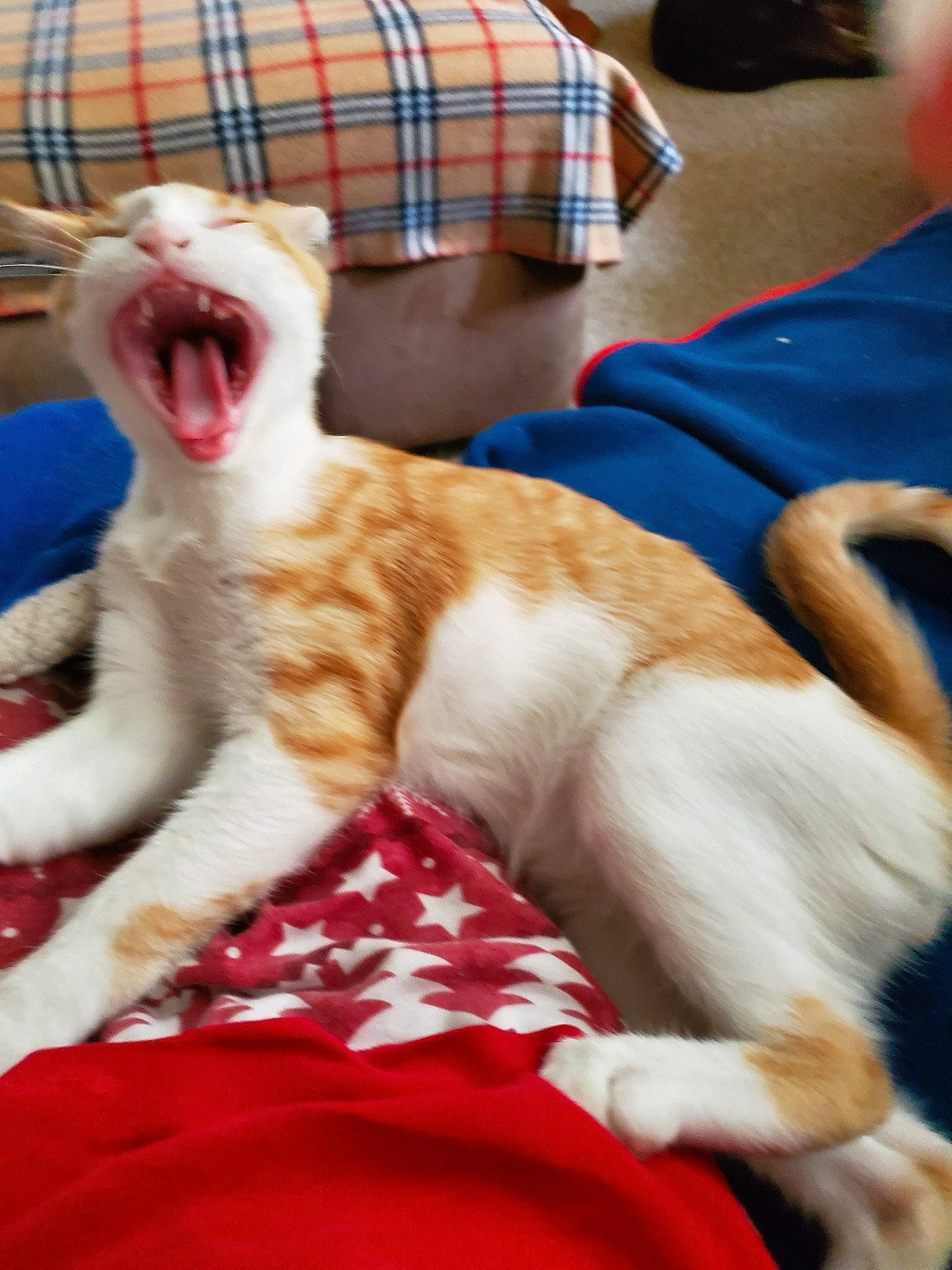 Blaze is registered to the contest to win money with this photo: canidae, carnivore, cat, companion_dog, fawn, felidae, fur, kitten, mammal, paw, small_to_medium_sized_cats, tail, whiskers