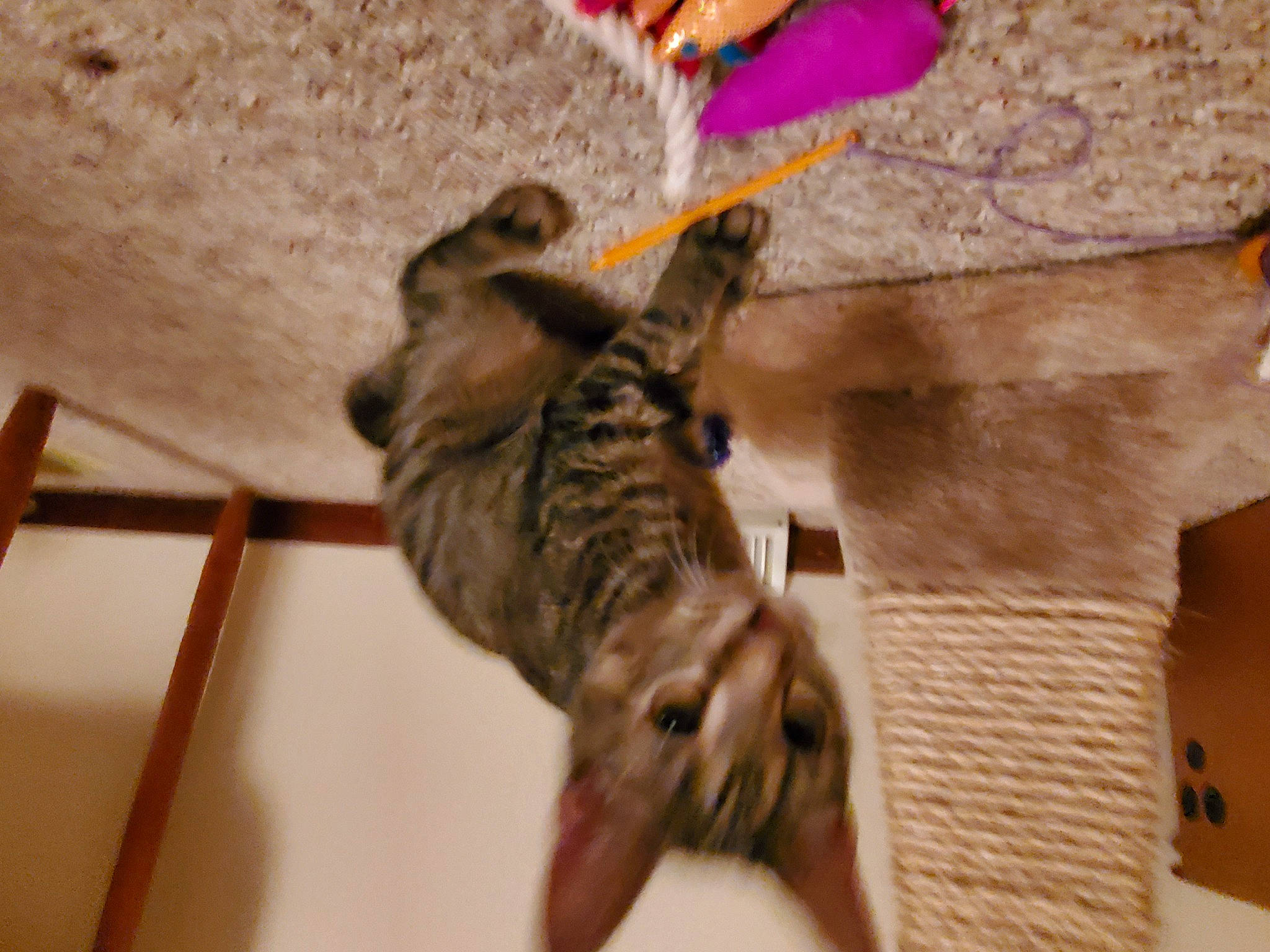 Jewel joined the competition — help win amazing prizes! bengal, carnivore, cat, dragon_li, egyptian_mau, european_shorthair, fawn, felidae, kitten, ocicat, pixie_bob, savannah, small_to_medium_sized_cats, tabby_cat