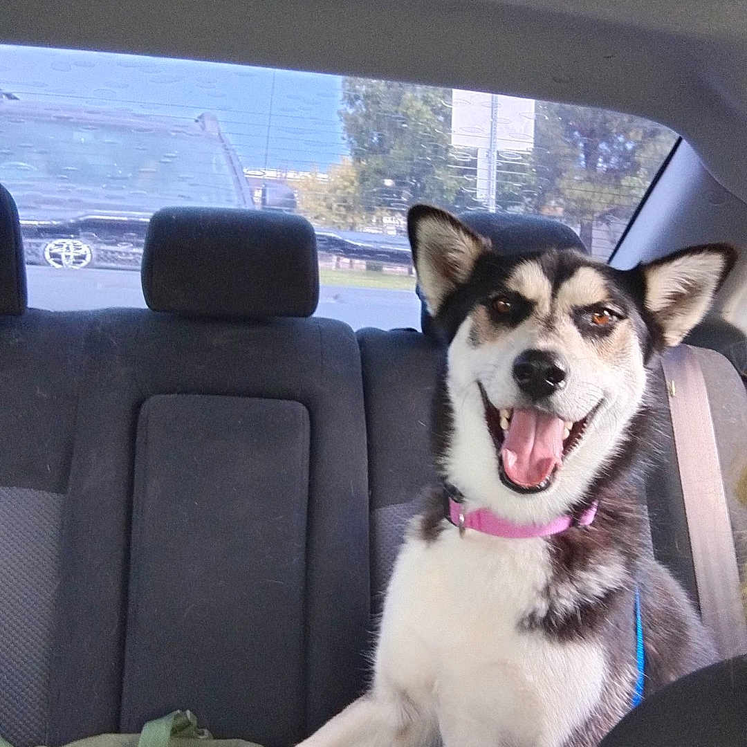 Kenai is registered to the contest to win money with this photo: accessories, animal, architecture, belt, building, canine, car, cushion, dog, eskimodog, headrest, homedecor, hound, husky, outdoors, pet, puppy, shelter, transportation, vehicle