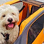 bike_trailer, close_up, dog, eyes, fur, happy, harness, mesh_window, nose, orange_carrier, outdoor, pavement, pet, pet_carrier, portrait, small_dog, smile, tongue_out, white_dog, zipper