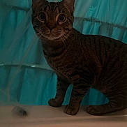 Gigi is registered to the contest to win money with this photo: animal, bathroom, bathtub, blue, cat, curious, ears, eyes, fur, indoor, looking, night, pet, shadow, shower_curtain, side_view, standing, striped, tabby, whiskers