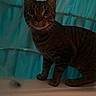animal, bathroom, bathtub, blue, cat, curious, ears, eyes, fur, indoor, looking, night, pet, shadow, shower_curtain, side_view, standing, striped, tabby, whiskers