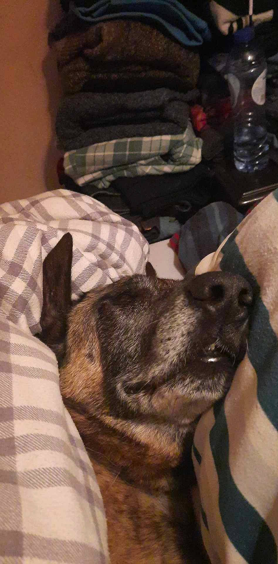 Joe a rejoint le concours — aidez-le/la à gagner de superbes lots ! canidae, carnivore, comfort, companion_dog, dog, dog_breed, ear, fawn, fur, gesture, linens, liver, pattern, plaid, sleeve, snout, sporting_group, tartan, whiskers, working_animal