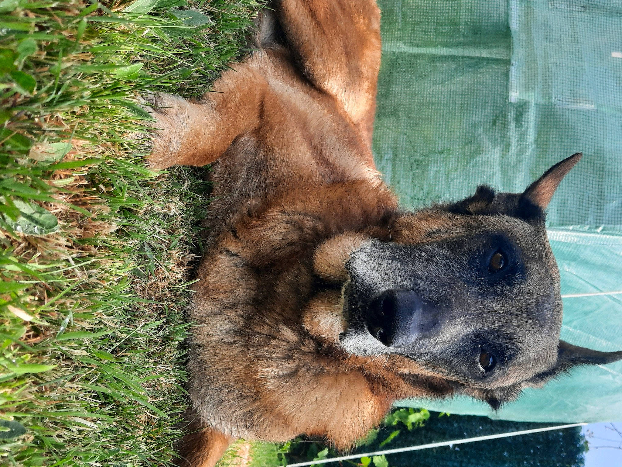 Joe a rejoint le concours — aidez-le/la à gagner de superbes lots ! canidae, carnivore, claw, dog, dog_breed, eye, fawn, foot, fur, head, liver, old_german_shepherd_dog, plant, snout, sporting_group, terrestrial_animal, whiskers, wildlife, working_animal