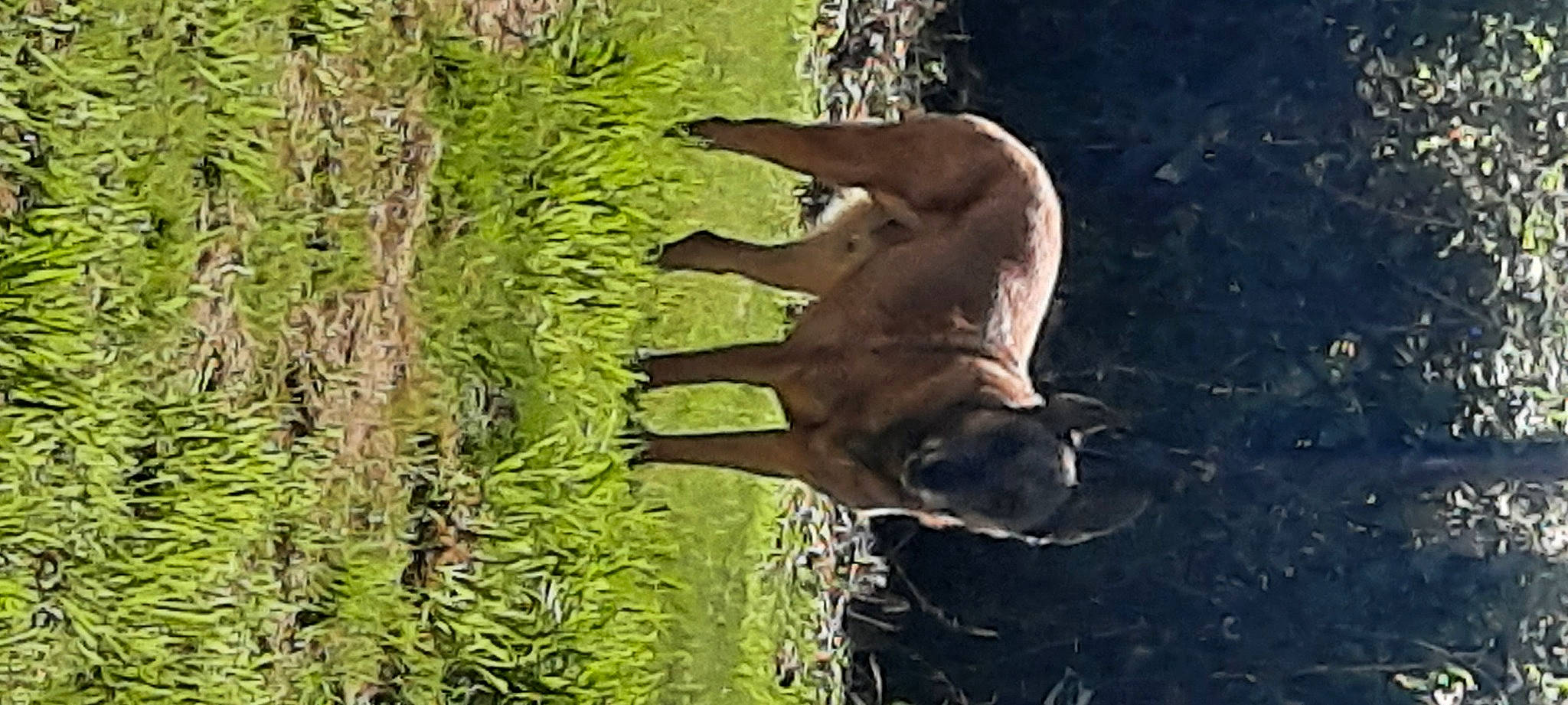 Joe a rejoint le concours — aidez-le/la à gagner de superbes lots ! carnivore, dog, dog_breed, fawn, forest, grass, groundcover, gun_dog, liver, mammal, plant, sporting_group, tail, terrestrial_animal, terrestrial_plant, tree, water, wildlife, wood, working_animal