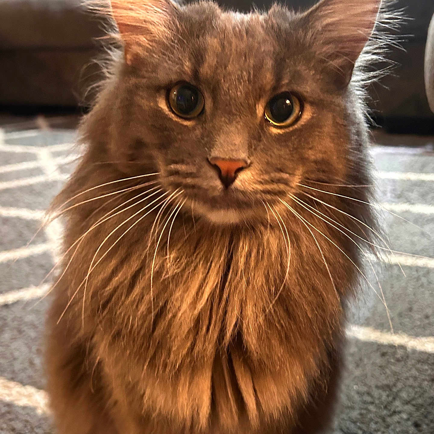 Ash is registered to the contest to win money with this photo: cat, fluffy, whiskers, indoor, carpet, couch, pet, animal, feline, fur, eyes, portrait, cute, domestic, mammal, front_view, sitting, closeup, warm_light, home