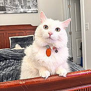 Snowball joined the competition — help win amazing prizes! cat, white_cat, fluffy, pet, animal, portrait, indoors, bedroom, wooden_railing, collar, orange_tag, blue_eyes, standing, looking_at_camera, whiskers, ears, furniture, bed, wall_art, home