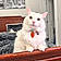 Snowball