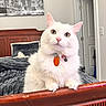 cat, white_cat, fluffy, pet, animal, portrait, indoors, bedroom, wooden_railing, collar, orange_tag, blue_eyes, standing, looking_at_camera, whiskers, ears, furniture, bed, wall_art, home