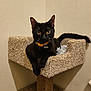Midday And Timon is registered to the contest to win money with this photo: black_cat, cat, pet, indoor, cat_tree, carpeted, feline, animal, yellow_eyes, collar, tag, relaxed, looking_at_camera, toy, corner, fur, whiskers, tail, domestic_cat, cute