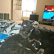 Midday And Timon joined the competition — help win amazing prizes! cat, black_cat, cats, pet, animal, indoor, blanket, snuggling, licking, cozy, furniture, television, home, carpet, window, curtains, living_room, cute, domestic_cat, relaxing