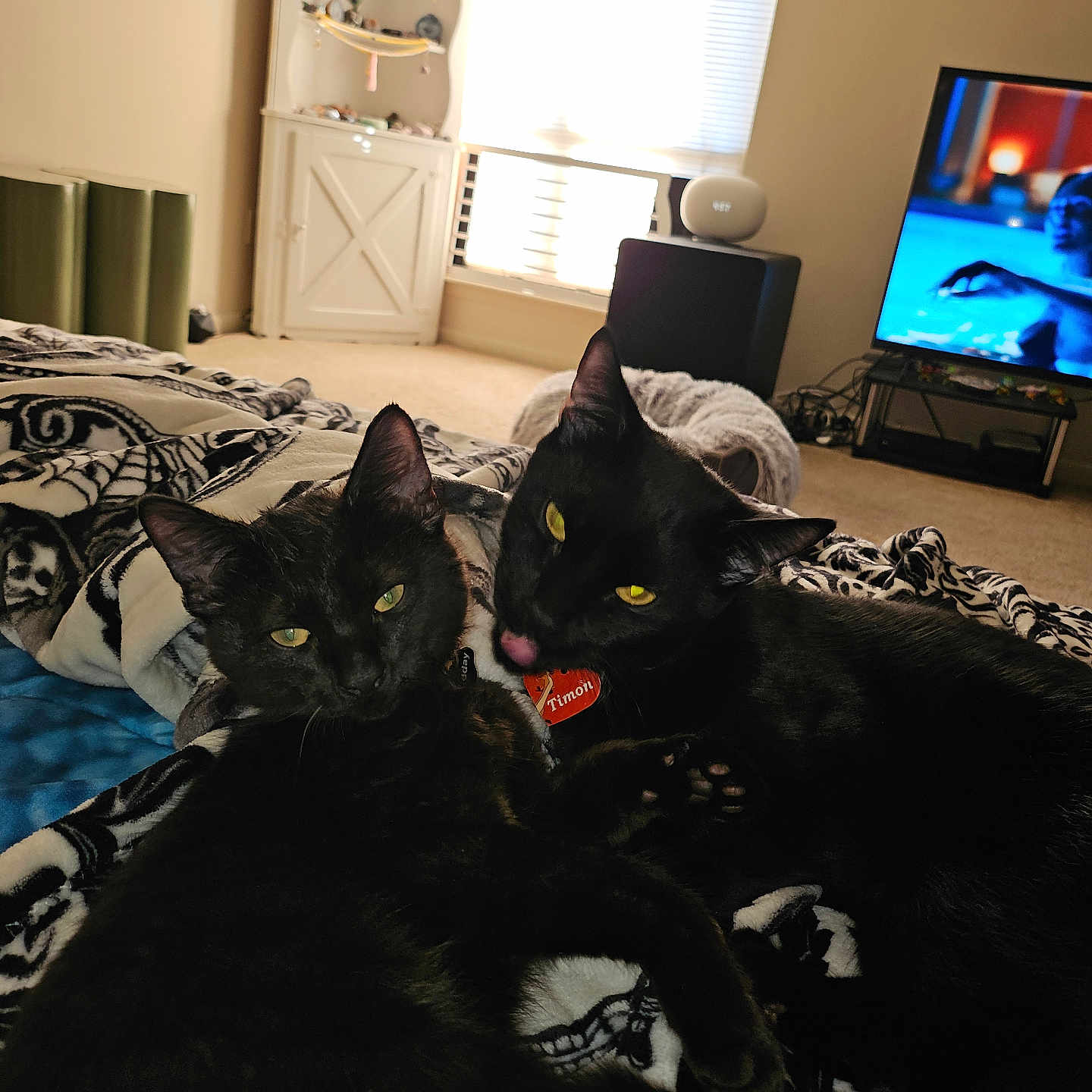 Midday And Timon joined the competition — help win amazing prizes! animal, black_cat, blanket, carpet, cat, collar, cozy, cuddle, cute, furniture, home, indoor, living_room, paw, pet, relaxed, snuggling, sunlight, television, window