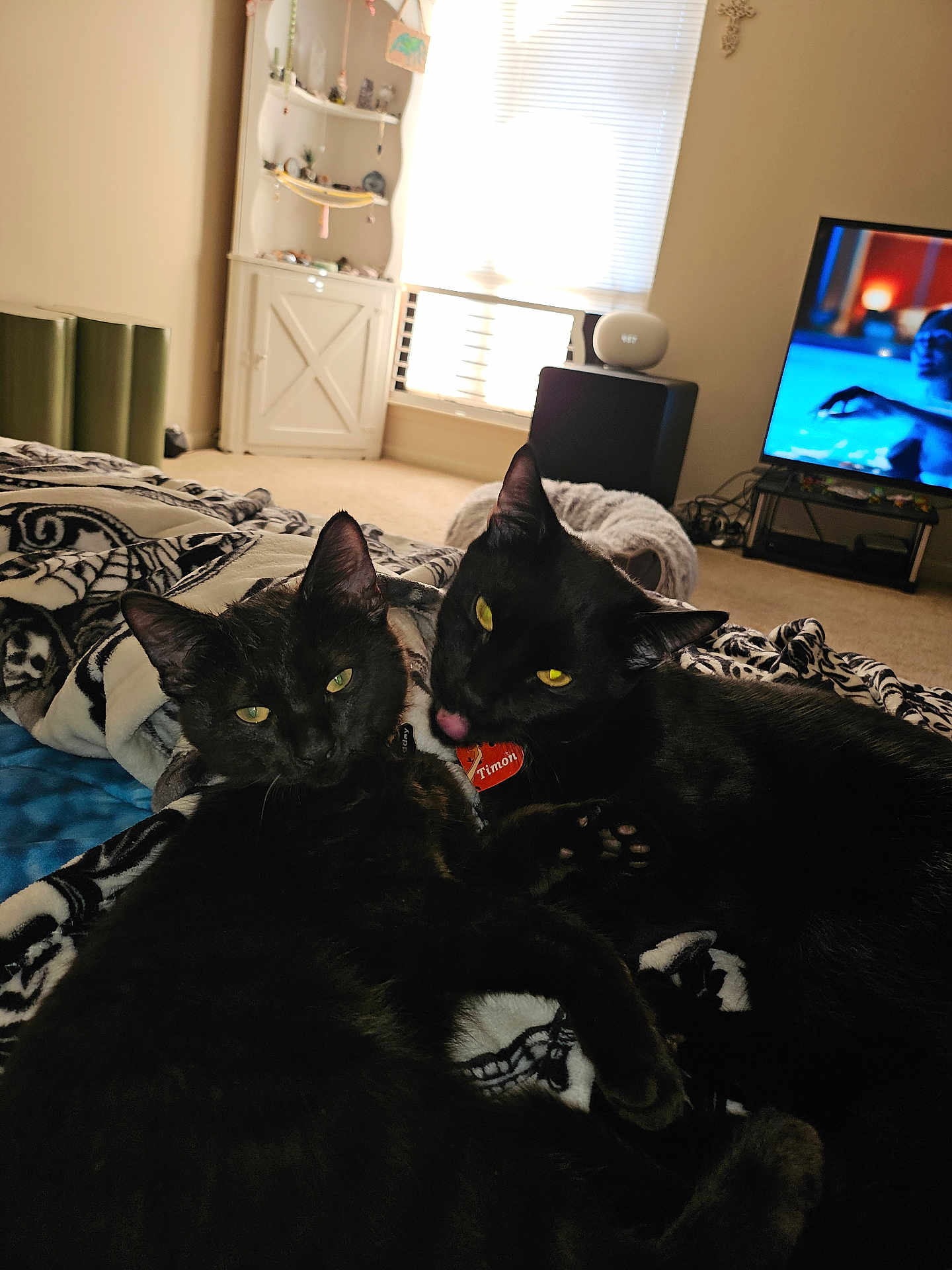 Midday And Timon joined the competition — help win amazing prizes! cat, black_cat, indoor, blanket, window, television, carpet, furniture, pet, animal, cozy, snuggling, sunlight, living_room, cuddle, paw, collar, relaxed, home, cute