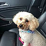 animal, bandana, car_interior, car_seat, companion, cute, dog, door_panel, fluffy, handle, leash, leather_seat, looking_at_camera, passenger, pet, portrait, seatbelt, sitting, white_fur, window