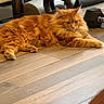 animal, cat, cute, domestic_animal, dumbbell, exercise_equipment, feline, fluffy, fur, home, indoor, kettlebell, lying_down, mammal, orange_cat, pet, quiet, relaxed, resting, wooden_floor