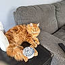 Ophelia joined the competition — help win amazing prizes! cat, cozy, domestic_animal, fluffy, fur, furniture, gray_couch, household, indoor, living_room, napping, orange_cat, pet, relaxation, remote_control, resting, side_table, sleeping, tissue_box, whiskers