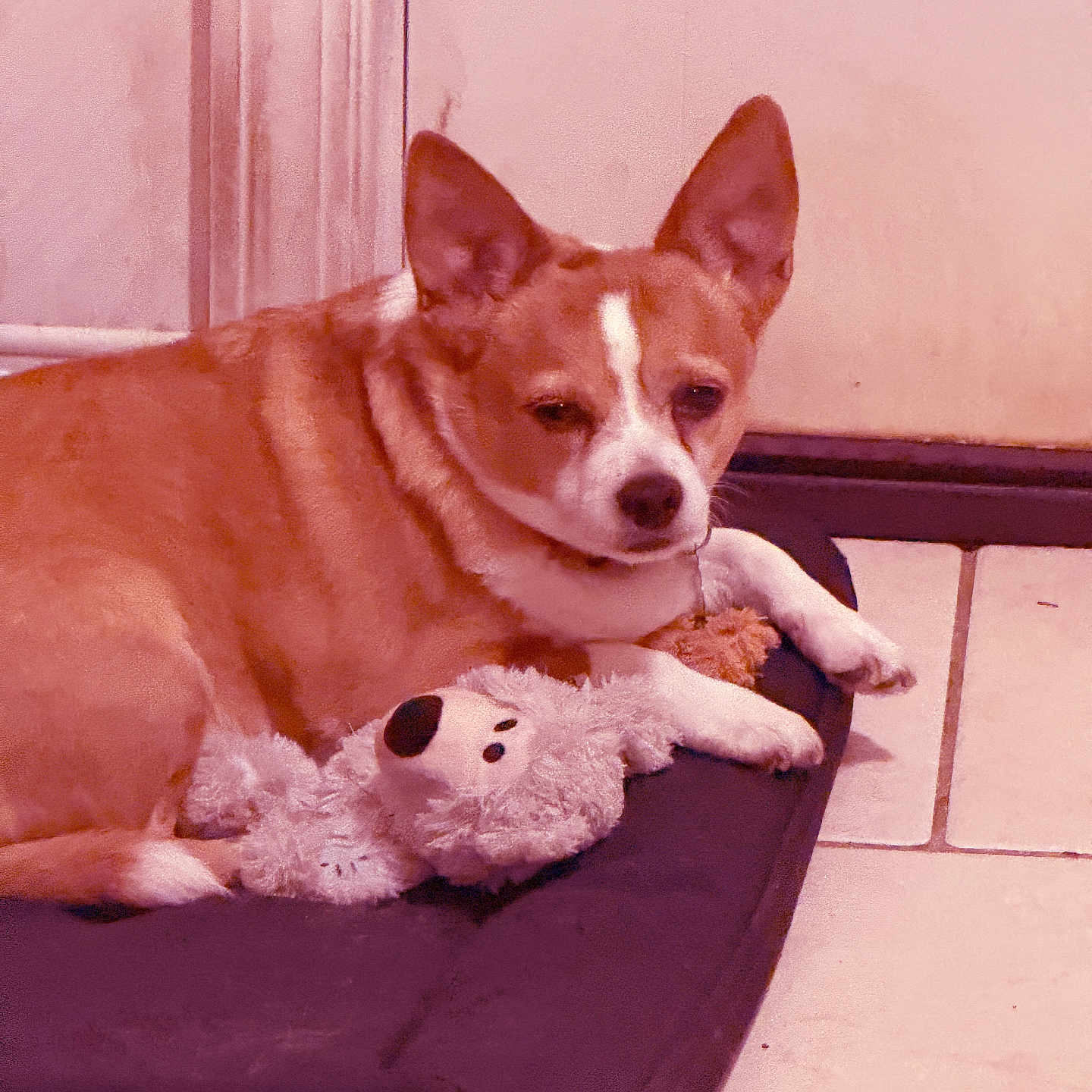 Gizmo