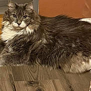 Max is registered to the contest to win money with this photo: animal, cat, cozy, curious, domestic, ears, eyes, feline, fluffy, fur, gray, indoor, laying_down, orange_wall, pet, relaxed, toy, whiskers, white, wooden_floor