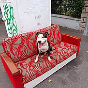 Tiger participe au concours pour gagner de l'argent avec cette photo : dog, couch, outdoor, pavement, greenery, graffiti, wall, patterned_fabric, red, beige, smiling_dog, tongue_out, street, urban, furniture, canine, happy, seat, parked_couch, daytime