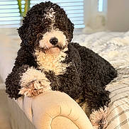 Cooper is registered to the contest to win money with this photo: armrest, bed, black_and_white, blanket, closeup, cozy, curly_fur, dog, domestic_scene, fur_texture, indoor, muzzle, nose, paws, pet, portrait, relaxed, soft_light, upholstery, window_blinds