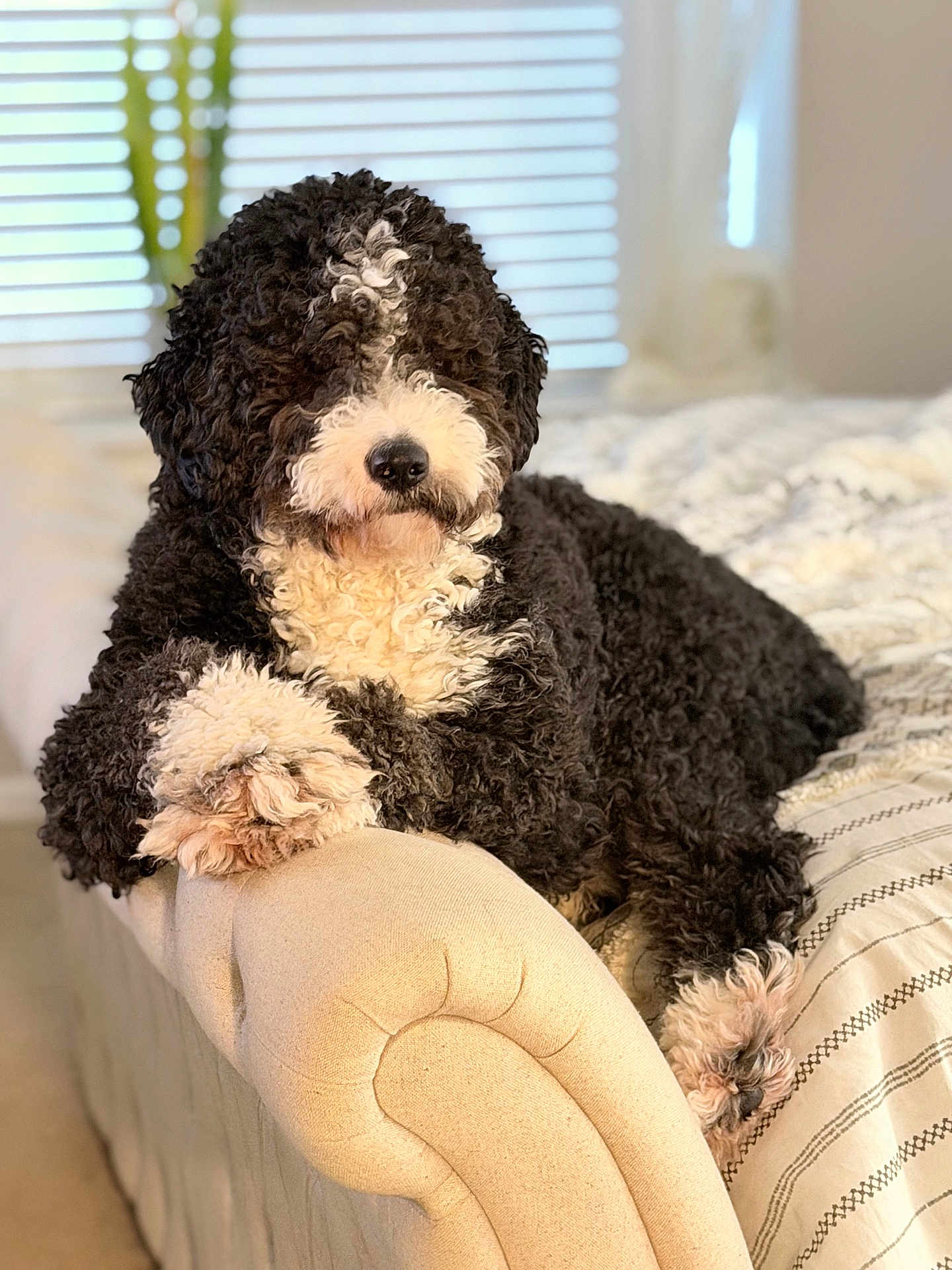 Cooper is registered to the contest to win money with this photo: armrest, bed, black_and_white, blanket, closeup, cozy, curly_fur, dog, domestic_scene, fur_texture, indoor, muzzle, nose, paws, pet, portrait, relaxed, soft_light, upholstery, window_blinds