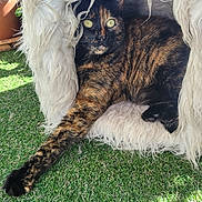 Baya participe au concours pour gagner de l'argent avec cette photo : cat, tortoiseshell, pet_cave, fluffy, fur, paw, green_grass, sunlight, outdoor, relaxed, animal, cozy, portrait, feline, cute, domestic_animal, resting, eye_contact, nature, shaded